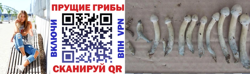 Псилоцибиновые грибы Cubensis  Лабытнанги 